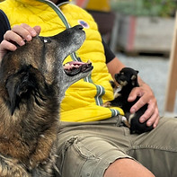 Toby Vida Evo Malinois