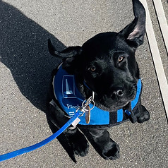 Odins Hundeschule Buchs ZH