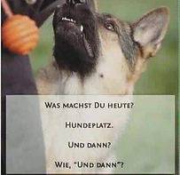 Odins Hundeschule Buchs ZH Intensivtraining