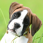 Odins Hundeschule Buchs ZH Boxer Welpe
