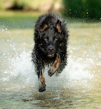 aggressiver Hund Aggressionsverhalten