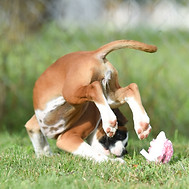 Welpen Welpenschule P