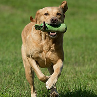 Odins Hundeschule Buchs ZH Dummy Labrador