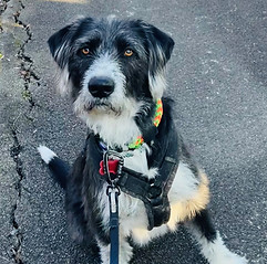idefix.jpg
