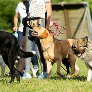 Fusslaufen Leinelaufen Leinenrambo