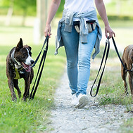 Leinelaufen Hundebegegnungen
