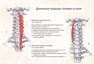 Поднять голову лёжа на спине