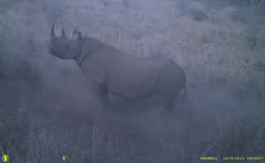 black rhino