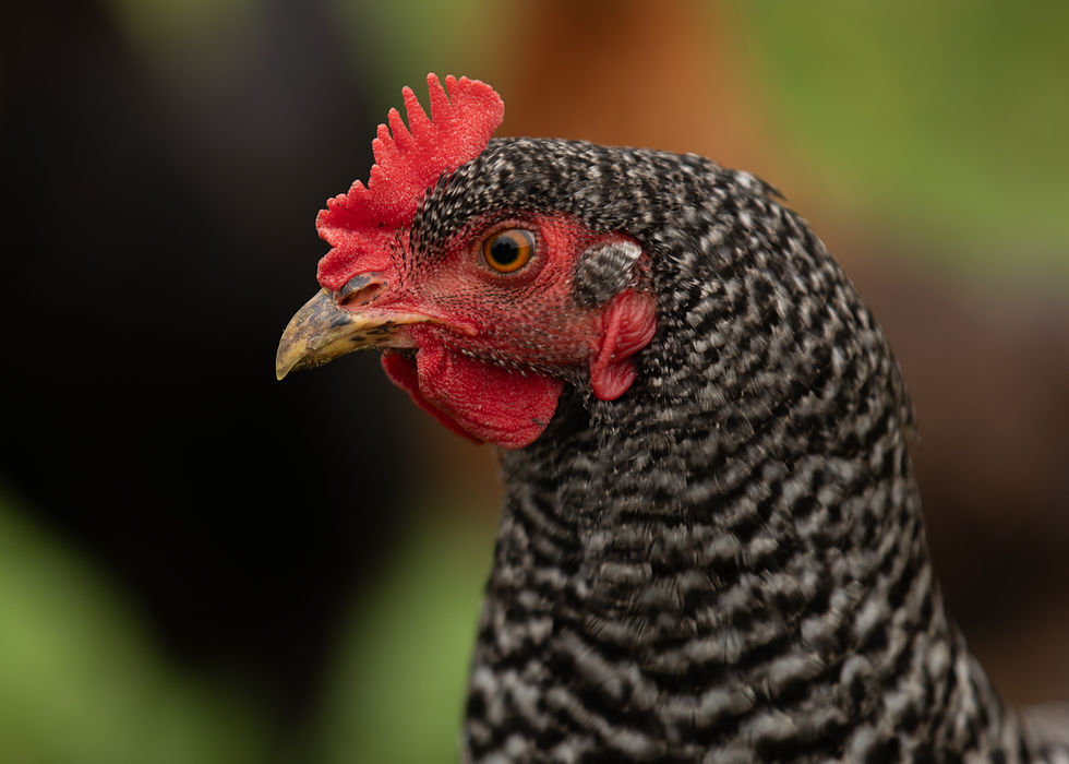 chix-3