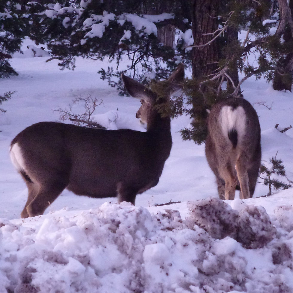 Deers in Grand Canyon