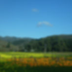 Pumpkins by the Pacific Coast Highway