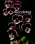 Receiving (1).png