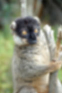 species2.jpg