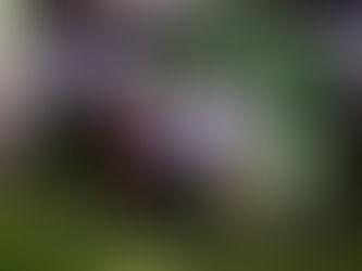 La Agrupación Ranillera, premio honorífico de las Grandes Fiestas de Julio 2022