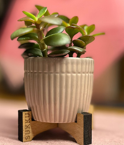 Sukkulente in Topf mit Blumentopfständer aus Holz