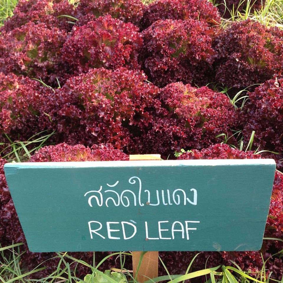 Organic Red Leaf