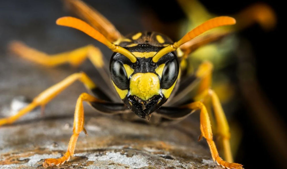 wasatch peak fezzari