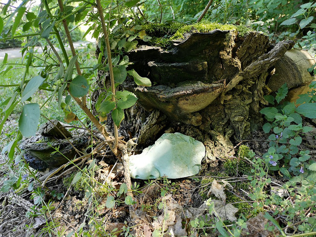 Forest nymph 2020.jpg