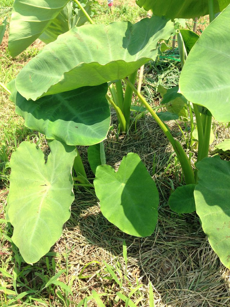 無肥料 無農薬栽培における雑草の活用方法 無肥料 無農薬栽培における雑草の活用方法