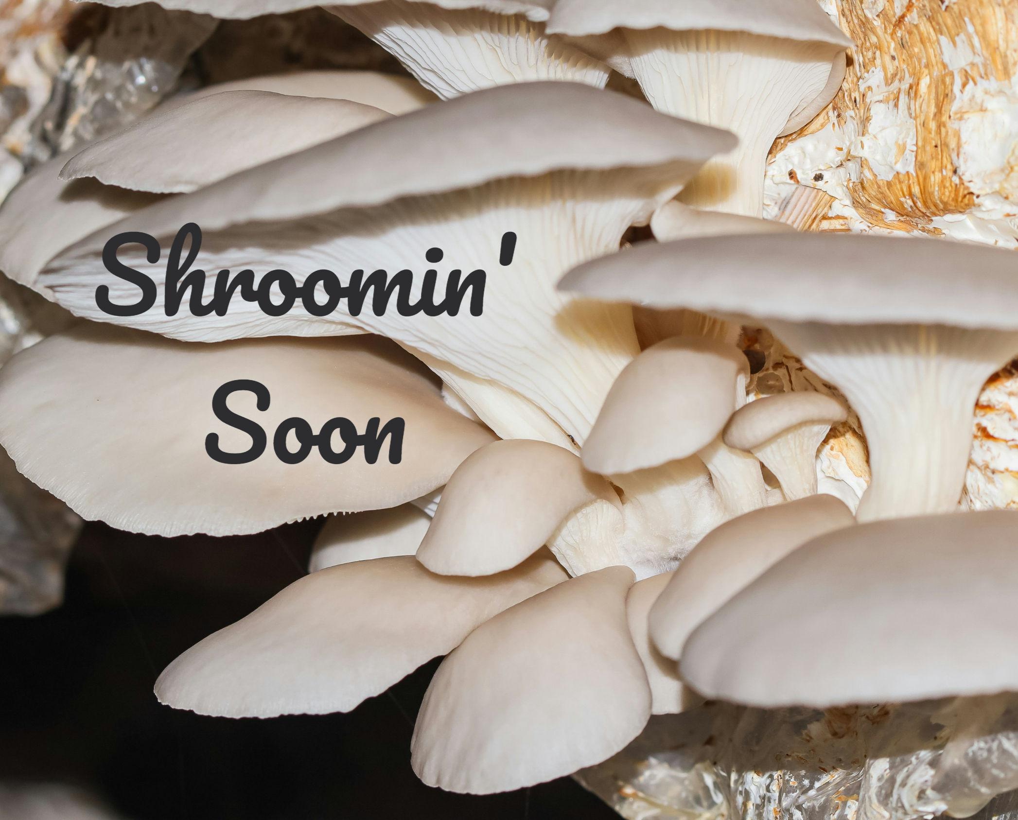 Fresh Pearl Oyster mushrooms by Grumpy Goat Farms