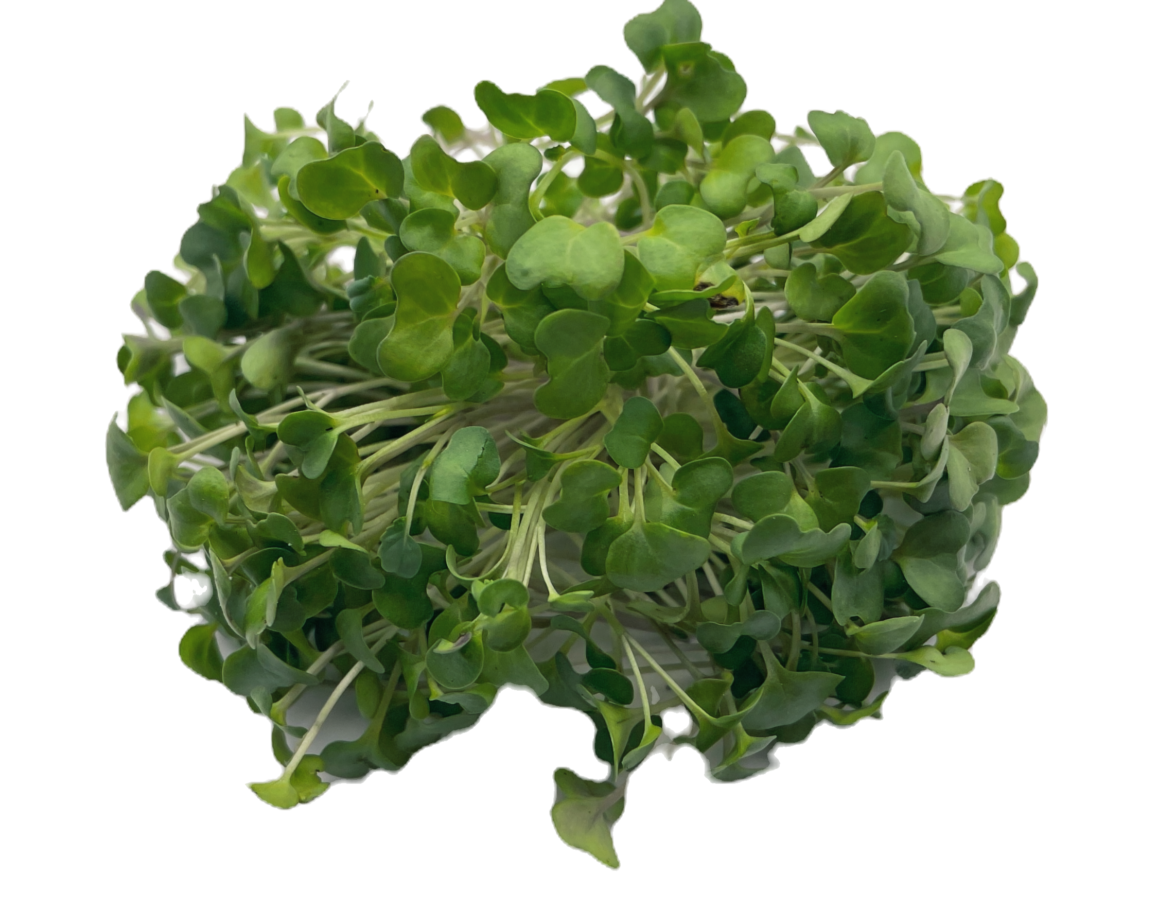 Fresh broccoli microgreens by Grumpy Goat Farms