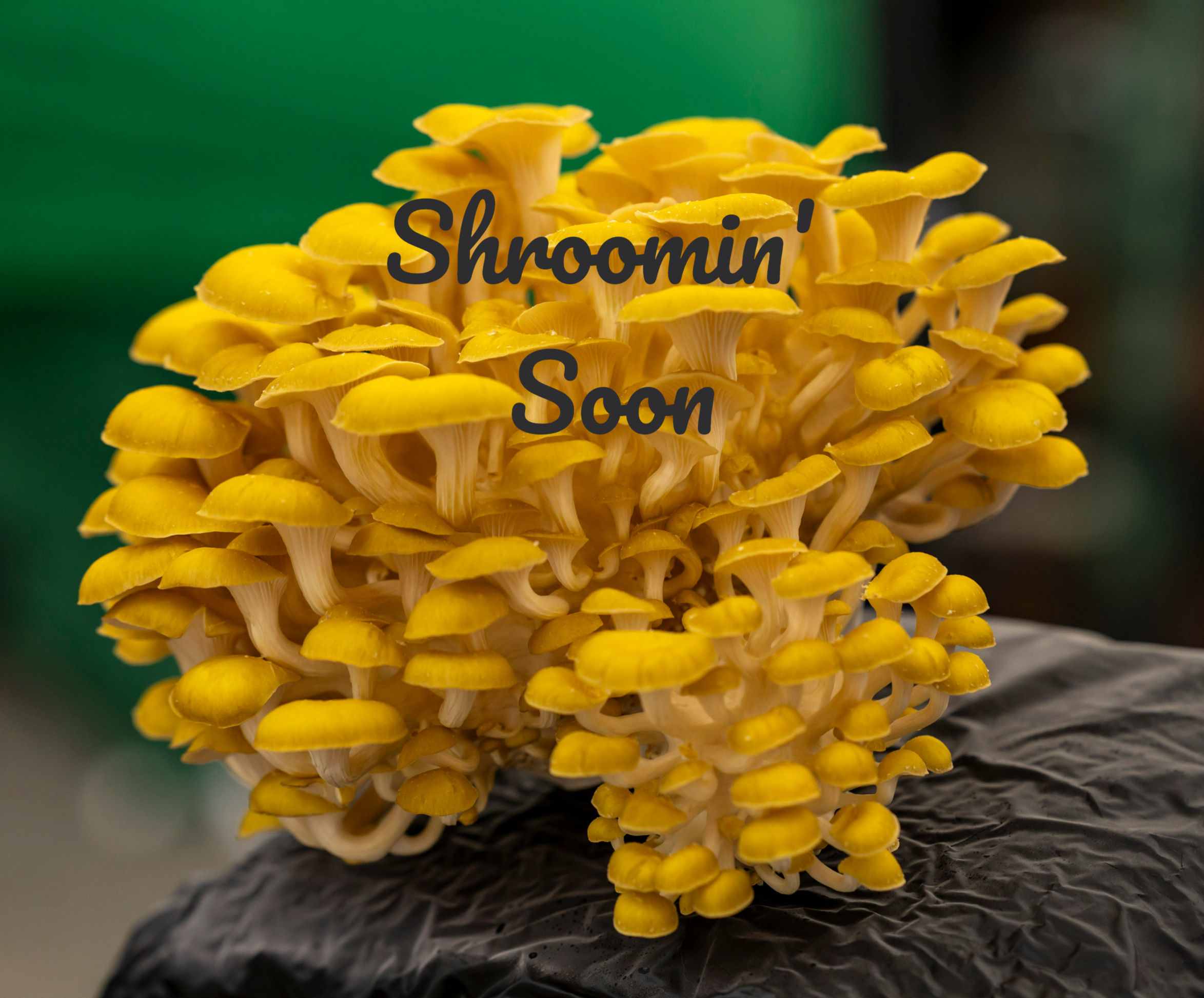 Fresh Yellow Oyster mushrooms by Grumpy Goat Farms