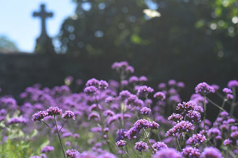 verveine de buenos aires.jpg