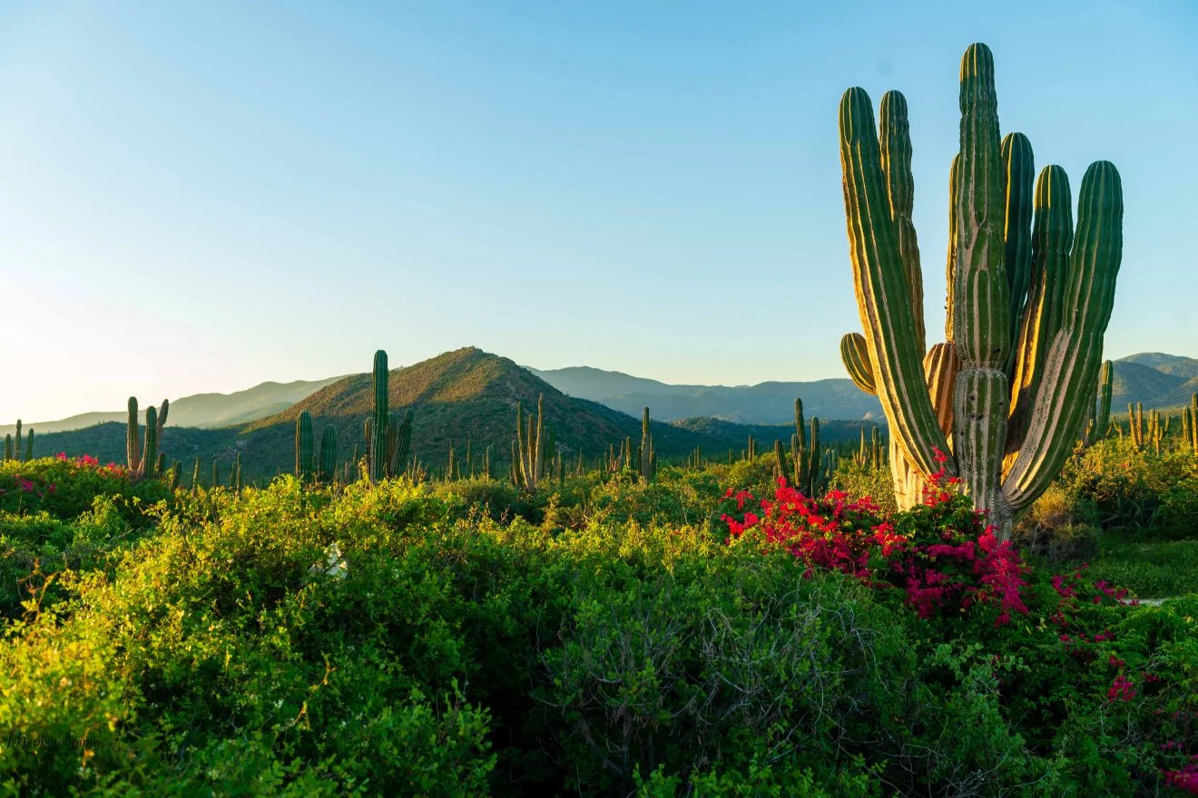 Desert-After-Rain-1-1320x880.jpg.webp