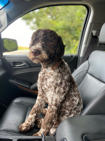 Lagotto Romagnolo