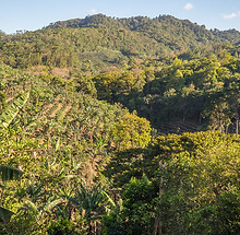 bosque Nicaragua.jpg