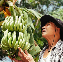 Platano Cavendish Formosana.jpg