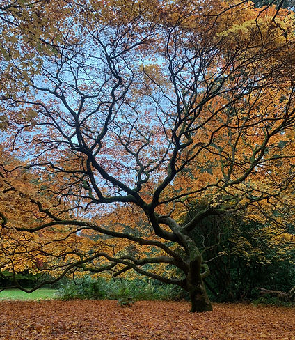 Tree Survey Maple Tree