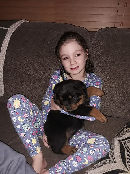 Home | ROSE RED ROTTWEILERS