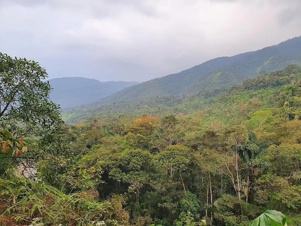 Dense green rainforest canopy covering mountains under a hazy sky in Guyana.