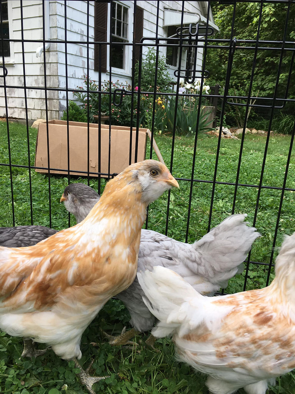Four gorgeous fluffy chickens