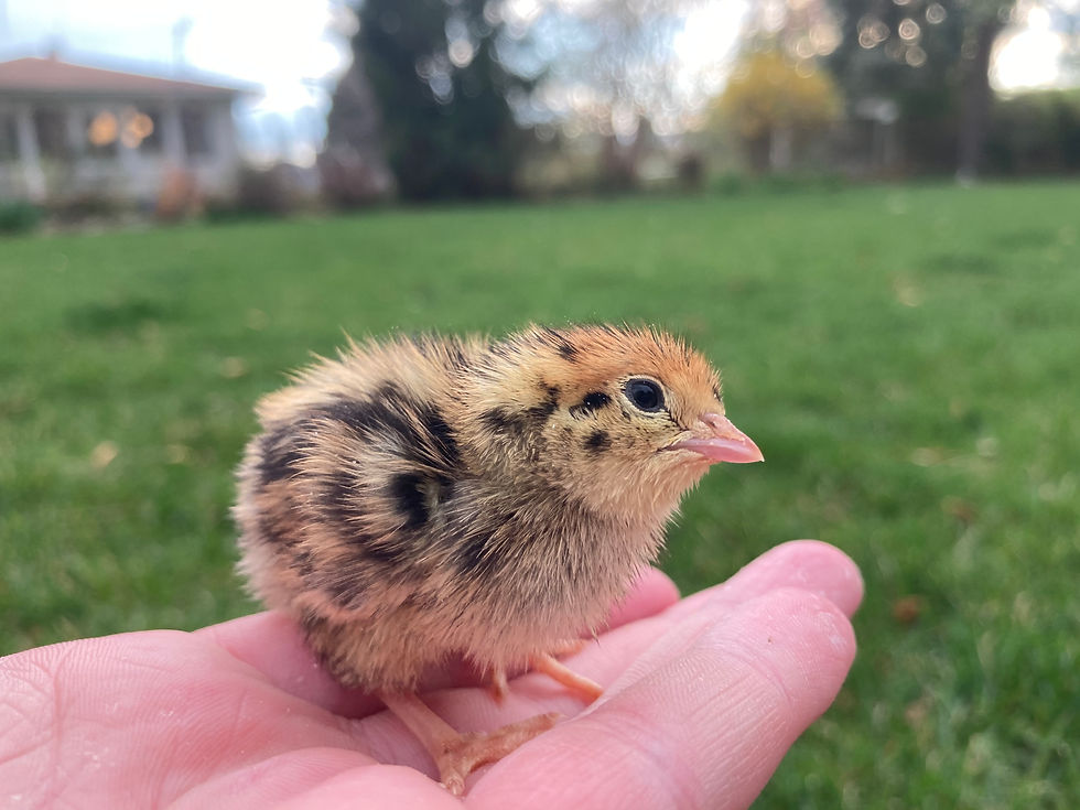 Sexlink Chicks Are Here!!