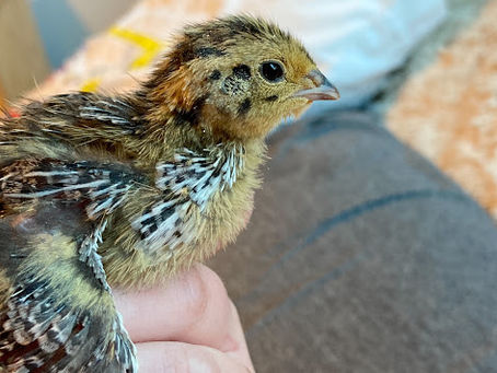 Chirpy Chicks!!!