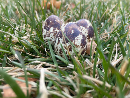 Egg-cellent Quail Eggs