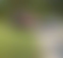 Controlled burn quickly became a woods fire in Call today