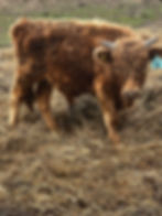 Thumbnail: Steer #10