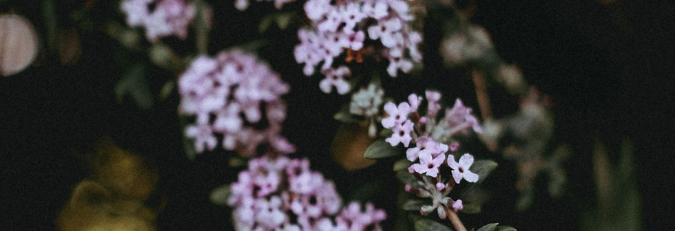 Pink Flowers Closeup_edited.jpg