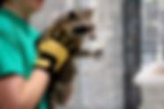Raccoon 6.jpg