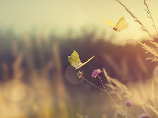 When Love Changes Form