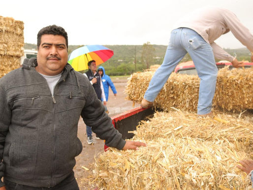 Entrega SEDEA forraje a 260 productores pecuarios en Colón y Tolimán