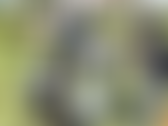 Obtiene UNAQ certificado como Ecoescuela por su compromiso ambiental