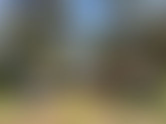 Suman casi 200 mil árboles en reforestación para el Estado: SEDEA