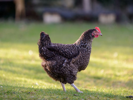 Ein Huhn läuft über eine Wiese im Garten. Er hält sich im Schatten.
