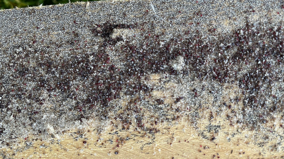 Rote Vogelmilbe in Nahaufnahme – Milbenbefall im Hühnerstall erkennen