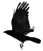 Raven PNG.png