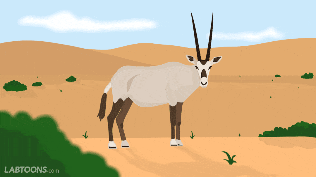 The National Animal of Jordan_Arabian Oryx